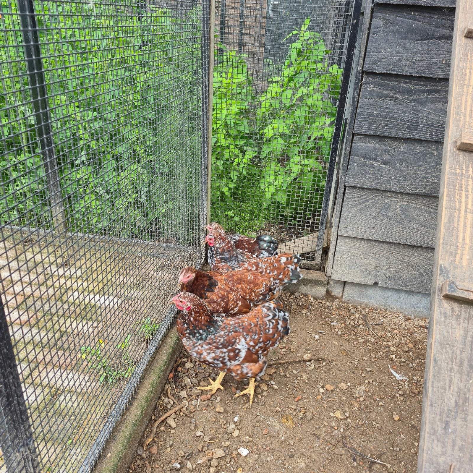 Wyandotte krielhennen porselein en een haan, Dieren en Toebehoren, Pluimvee, Meerdere dieren, Kip