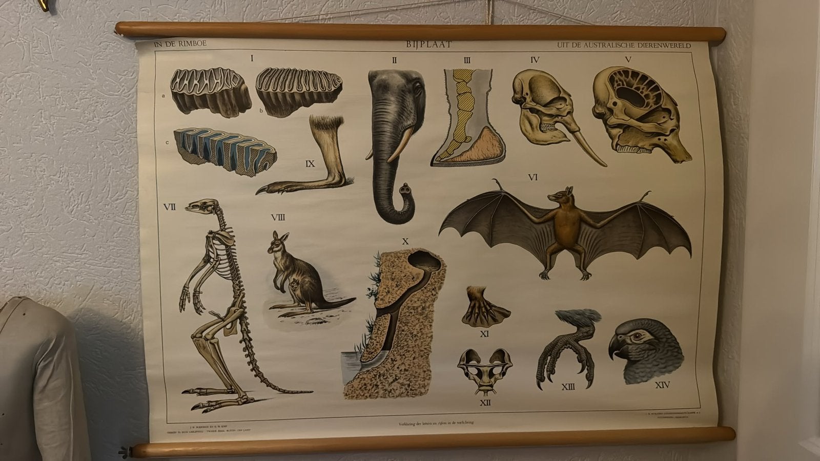 Schoolplaat Australische Dierenwereld, Verzamelen, Ophalen of Verzenden, Zo goed als nieuw, Overige soorten, Overige typen