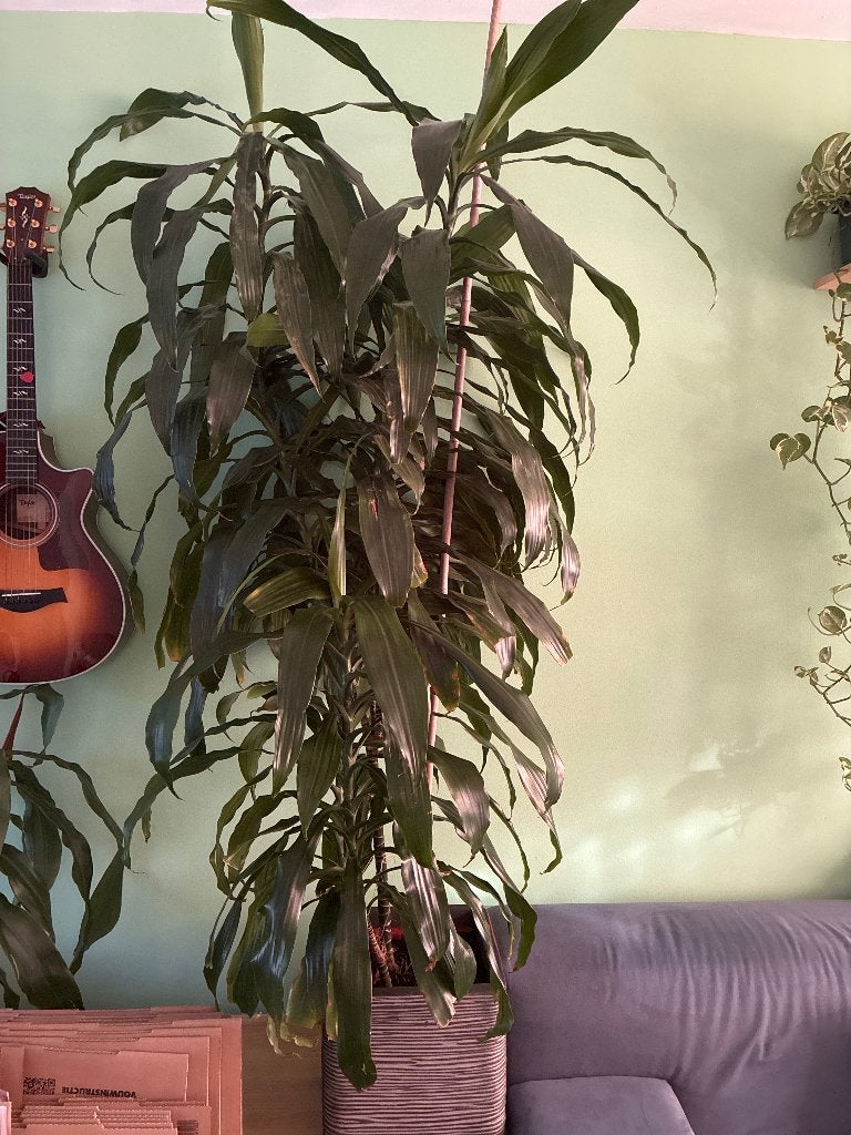Grote plant, dracaena, Ophalen, Palm, Halfschaduw, In pot