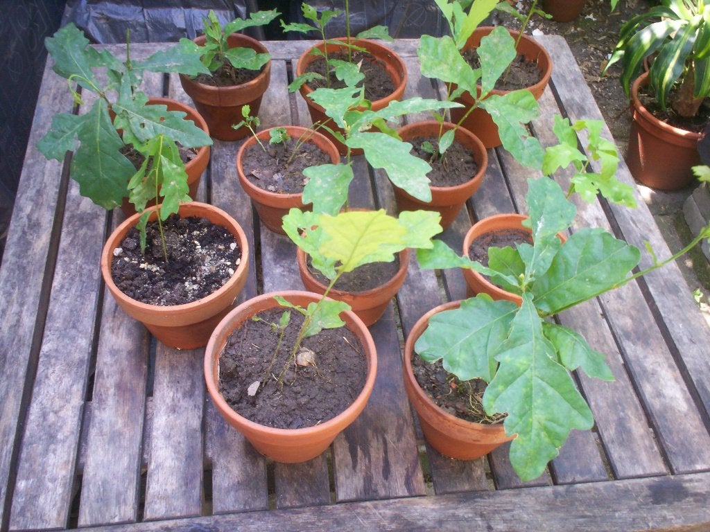 jonge eikeplantjes (boompjes pas later), Ophalen, Vaste plant, Overige soorten, Volle zon