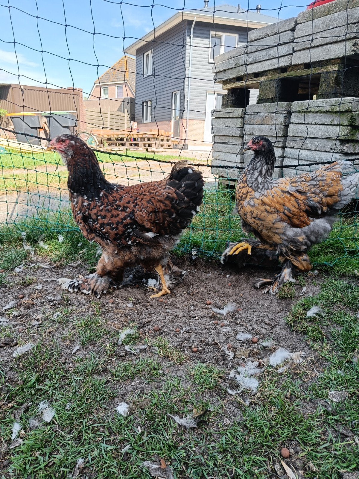 Twee Brahma hennen, Dieren en Toebehoren, Pluimvee, Vrouwelijk, Kip
