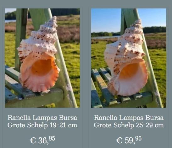 Ranella grote schelpen, Verzamelen, Mineralen en Fossielen, Ophalen of Verzenden, Schelp(en)