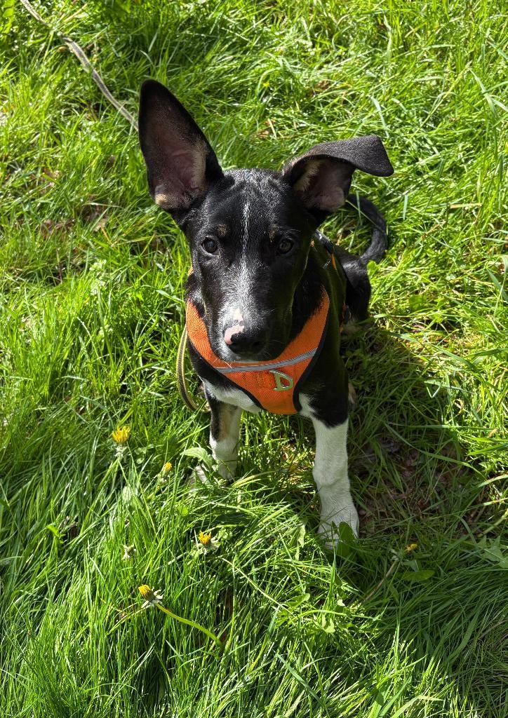 Gebruiksklare Puppy: Dé ‘jouw-hond’ met gouden karakter!, Dieren en Toebehoren, Honden | Niet-rashonden, België, Particulier, 15 weken tot 1 jaar
