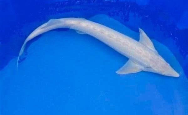 Diamantsteuren, Baery steur, Albino steur, vijvervissen, Karper of Koi