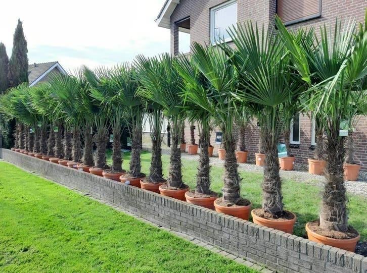 Trachycarpus Fortunei winterharde palmboom, Ophalen of Verzenden, Bloeit niet, Overige soorten, Volle zon