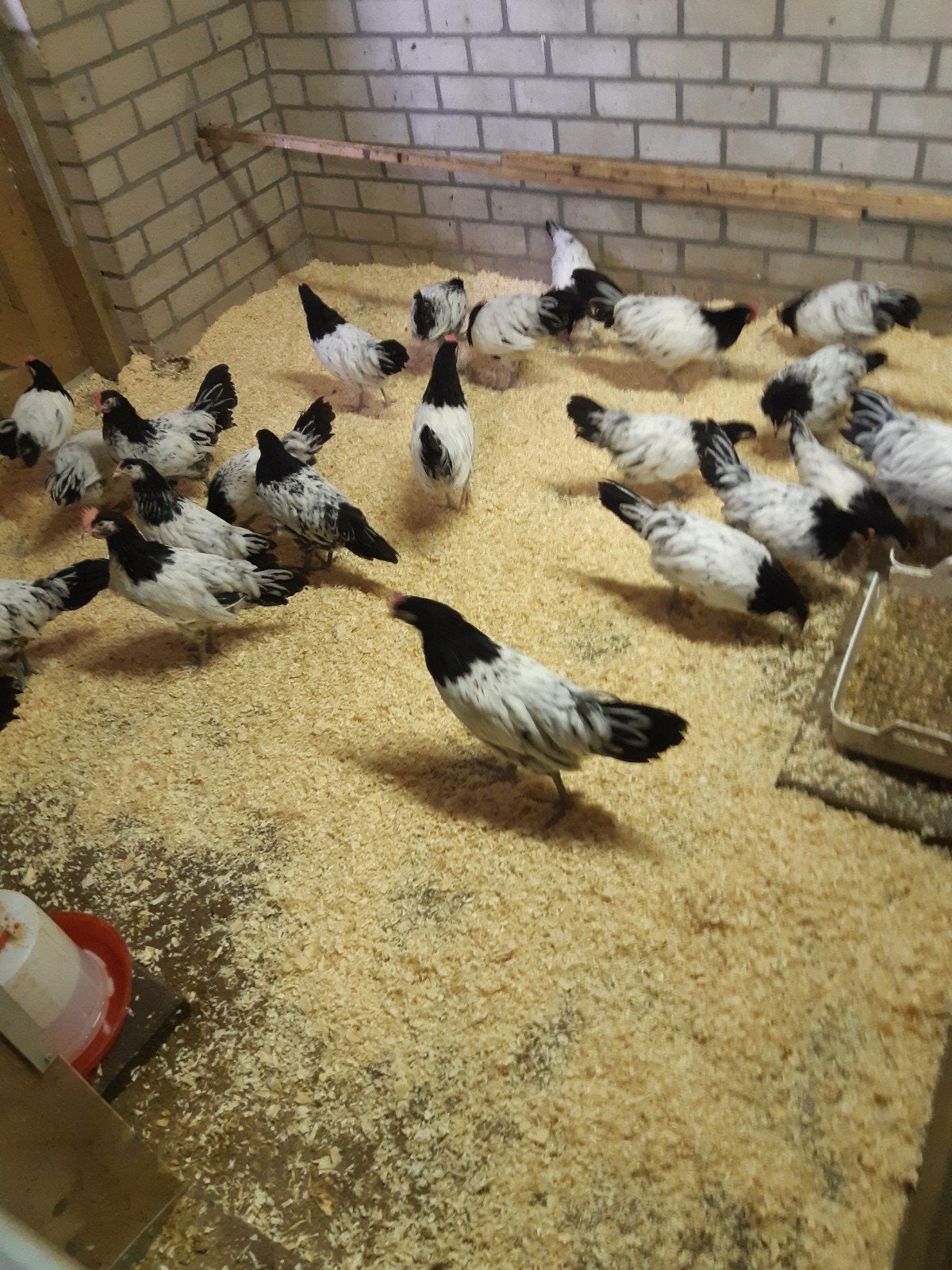 lakenvelder hennen, Dieren en Toebehoren, Vrouwelijk, Kip