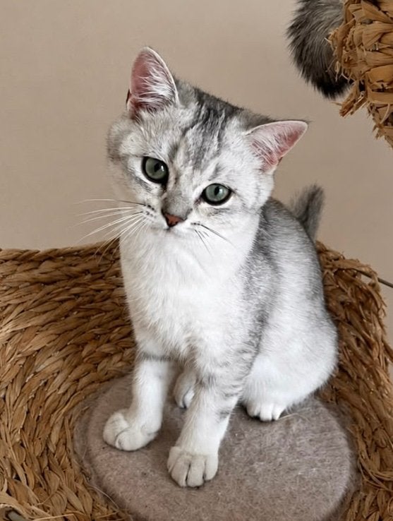 Prachtige Britse korthaar kittens met stamboom en ingeënt️️️, Dieren en Toebehoren, Meerdere dieren, Met stamboom, 0 tot 2 jaar