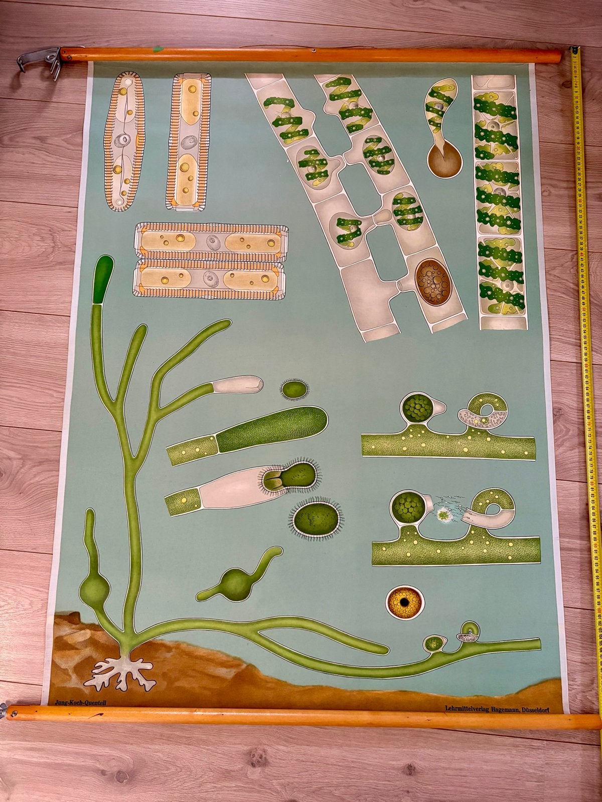Vintage Biologie Schoolplaat: Algen en Diatomeeën, Ophalen of Verzenden, Natuur en Biologie