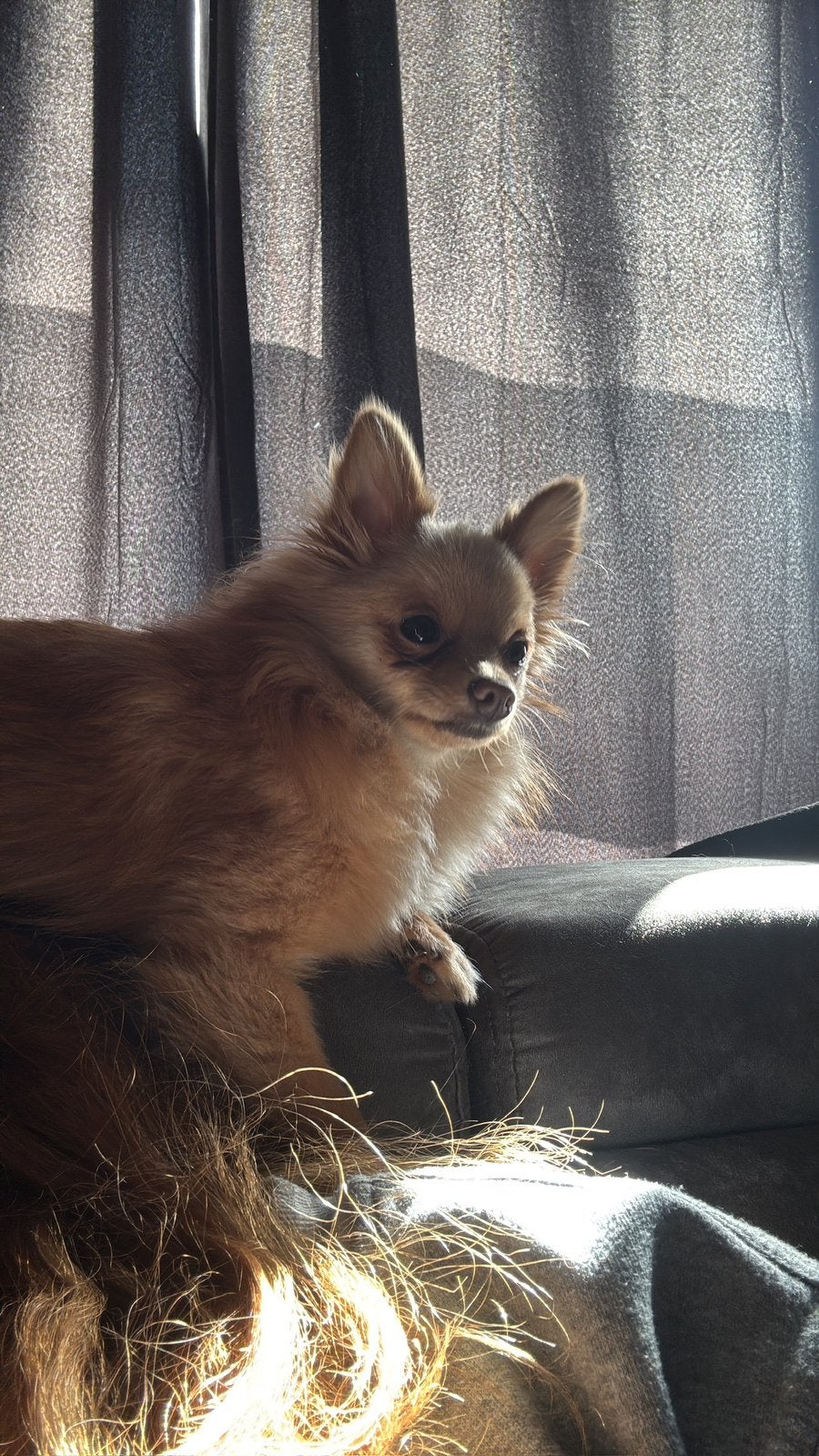 Pomeriaan X keeshond, Dieren en Toebehoren, Reu, 1 tot 2 jaar, Eén hond, Chihuahua