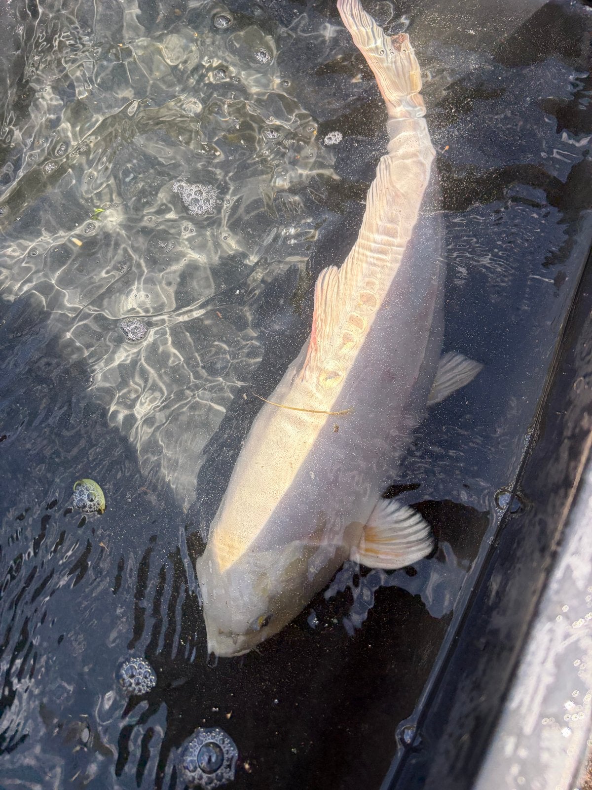 Koi karpers te koop, Karper of Koi