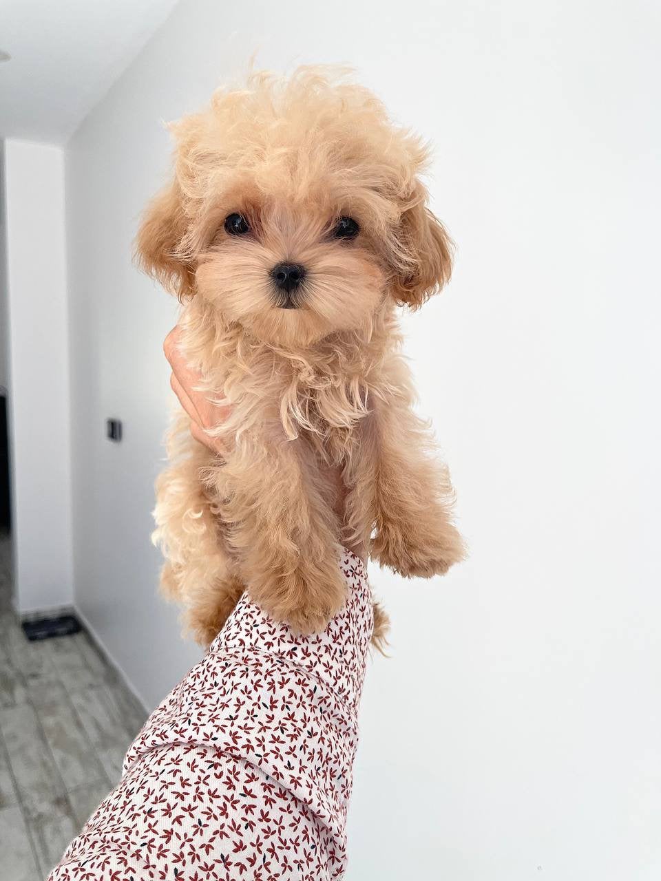 Exclusieve Maltipoo F1,Micro pups (Maltezer/Asian Toy Poedel, Particulier, Overige rassen, 8 tot 15 weken, Buitenland