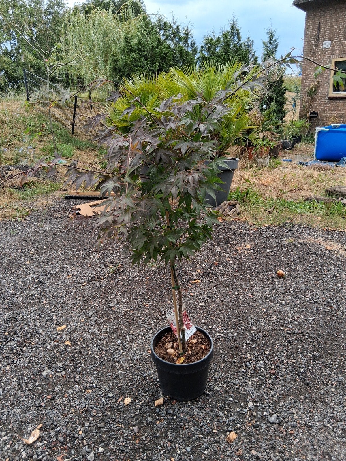 Acer palmatum  atropurpureum, Ophalen, Bloeit niet, Halfschaduw, Overige soorten