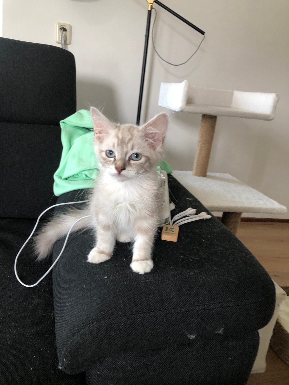 100% Ragdoll kitten - Teddy, Huizen en Kamers
