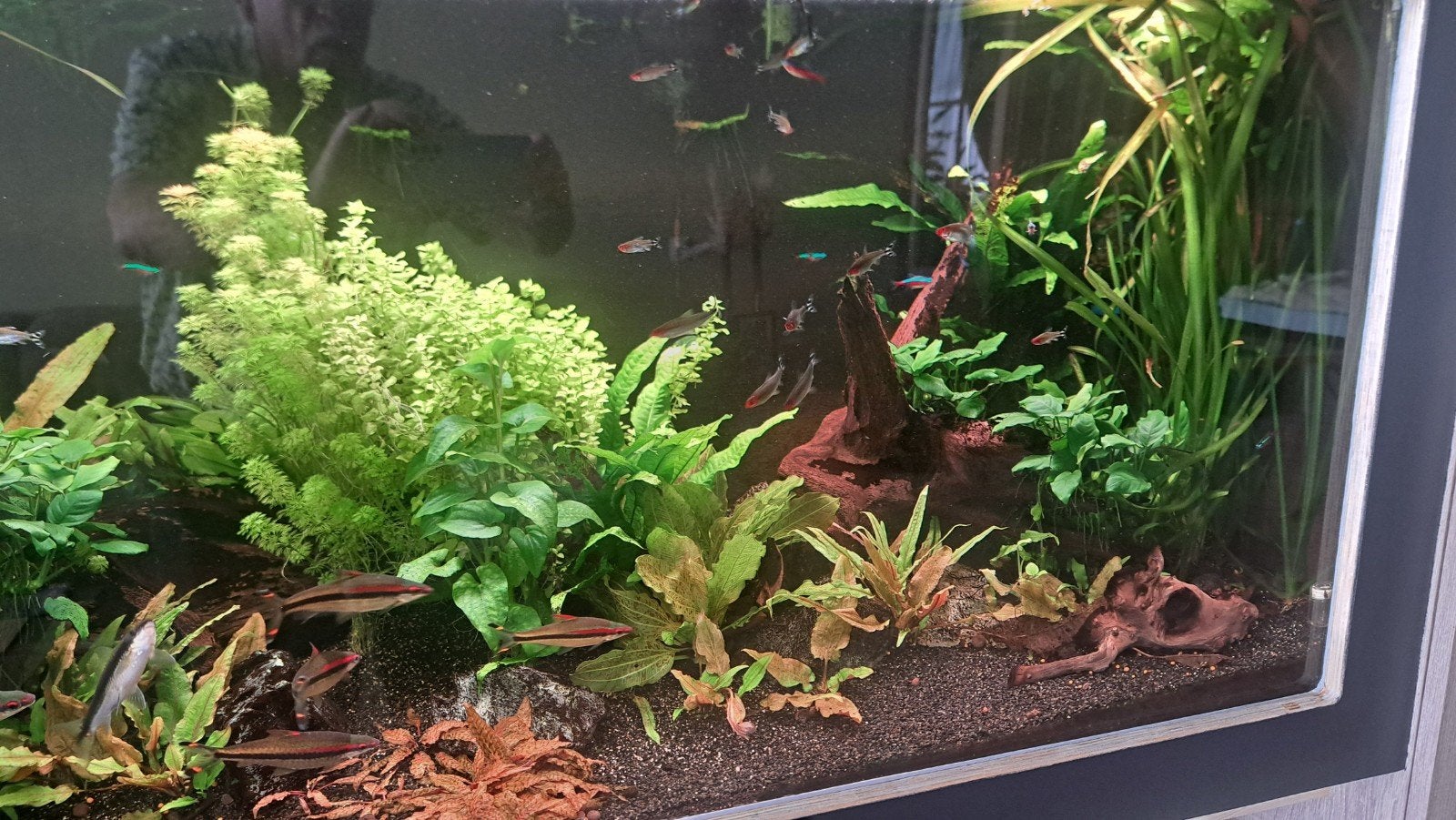 Complete Aquarium inhoud te koop., Ophalen, Gebruikt, Plant(en), Steen of Hout, Overige merken