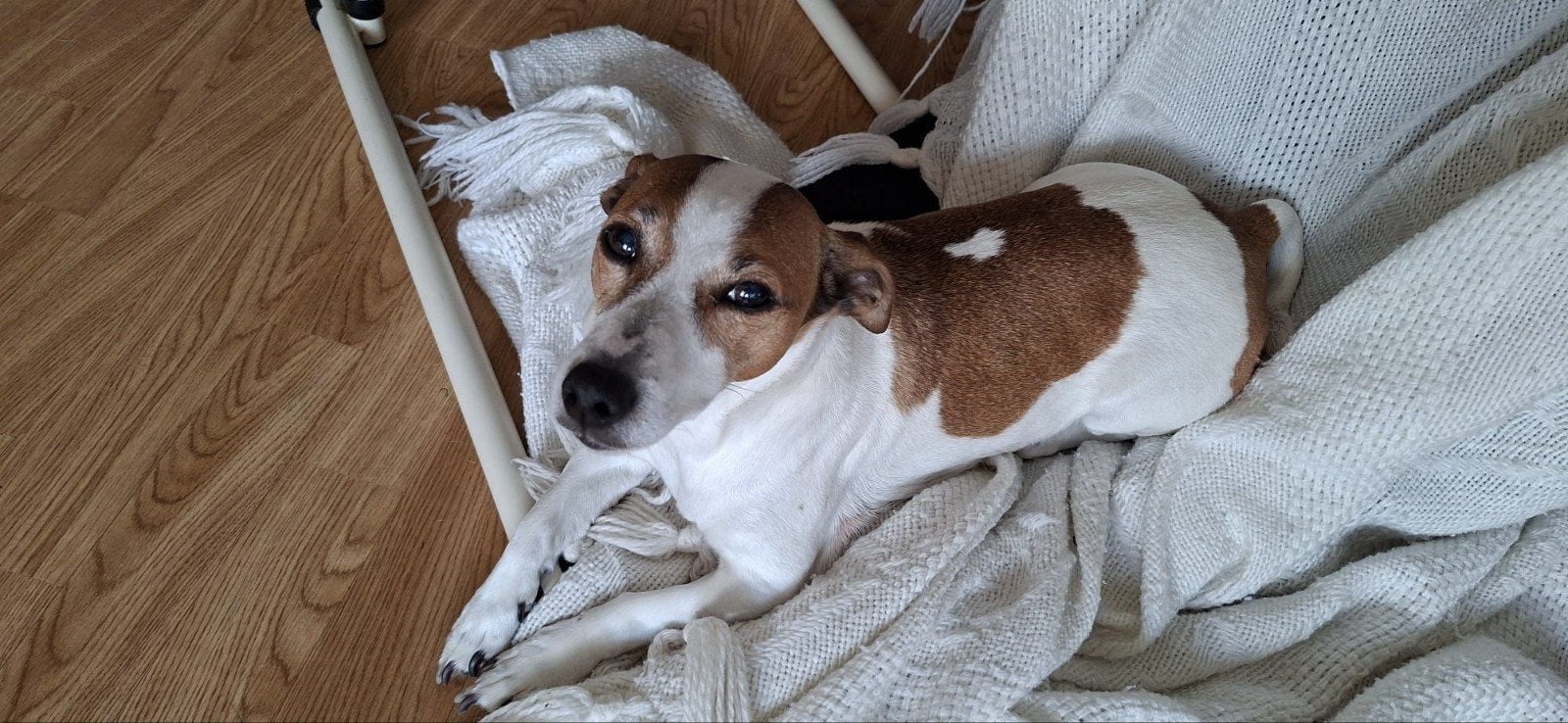 Jackrussel teefje zoekt een nieuw thuis.., Dieren en Toebehoren, Honden | Jack Russells en Terriërs, 6 jaar of ouder, Jack Russell Terriër