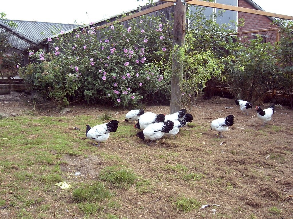 Lakenvelder kippen, Dieren en Toebehoren, Pluimvee, Vrouwelijk, Kip