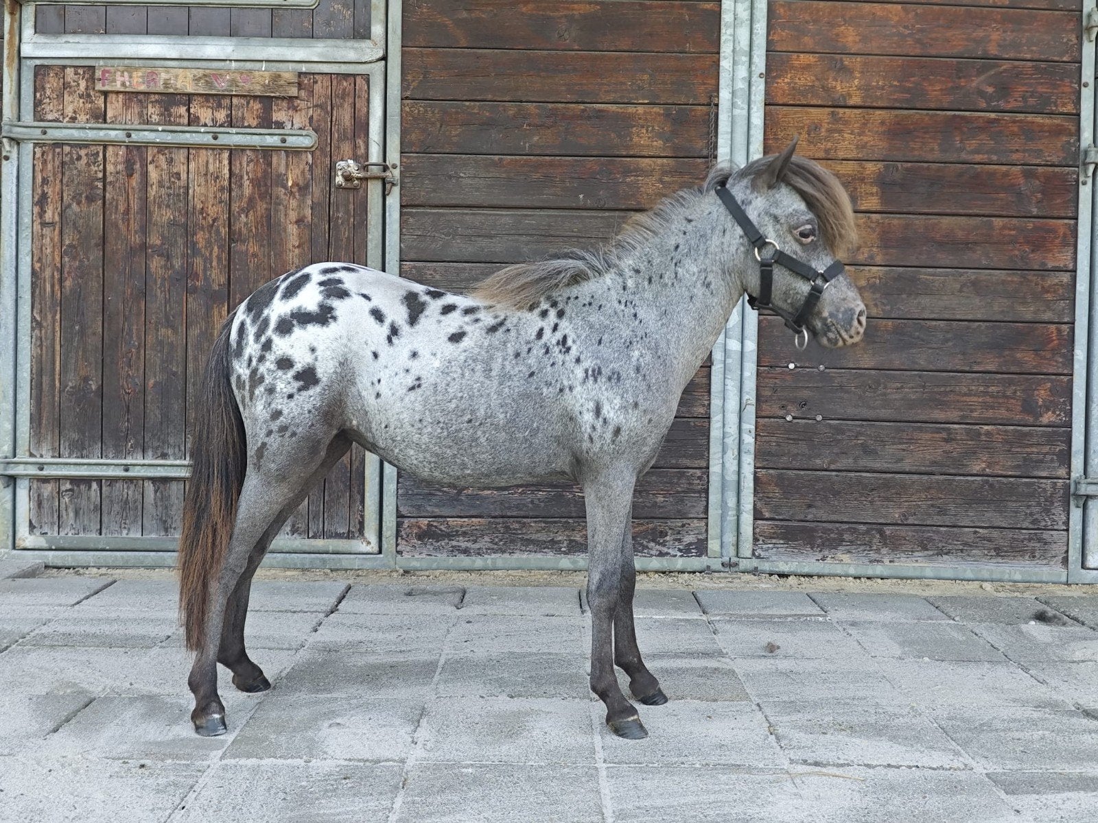 Zeer knappe appaloosa merries en hengst, kleine maat, Meerdere dieren, Met stamboom