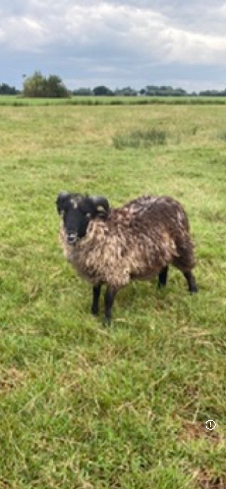 Mooie Ouassant dekrammetjes te koop., Dieren en Toebehoren, Meerdere dieren, Schaap, 0 tot 2 jaar