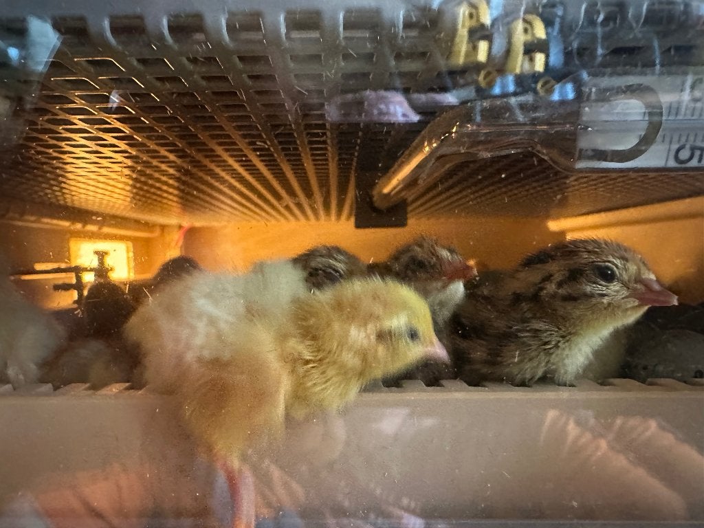 Kwartel kuikentjes, Meerdere dieren, Overige soorten