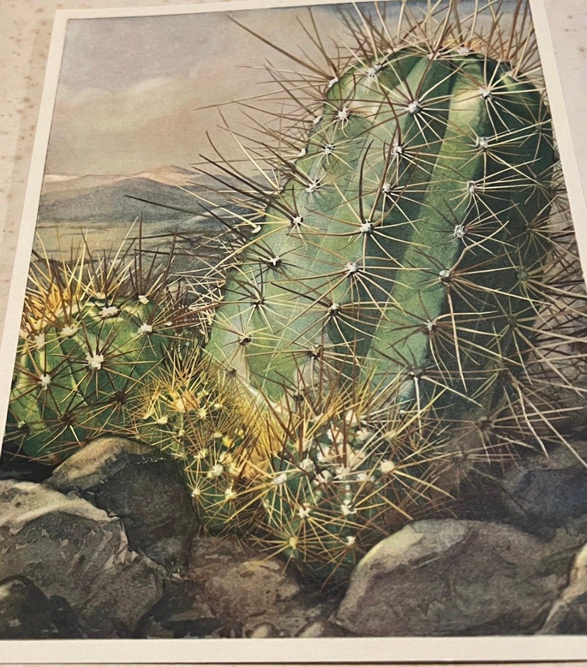 Vintage Cactus Print - Botanische Illustratie, Antiek en Kunst, Ophalen of Verzenden, Print, Print/reproductie