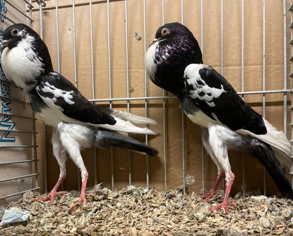 Koppel brunner kroppers, Dieren en Toebehoren, Vogels | Duiven, Meerdere dieren, Overige soorten