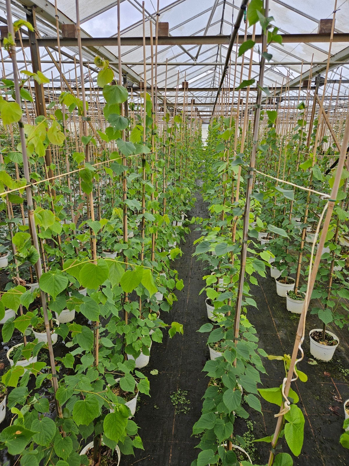 Tilia cordata( winterlinde) te koop!, Halfschaduw, Overige soorten, 100 tot 250 cm, Zomer