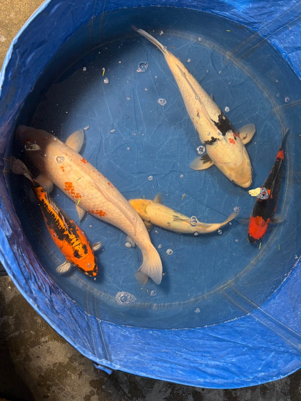5x koi te koop, 35-60cm, goshiki, shiro utsuri, showa etc (m2458322121 ...