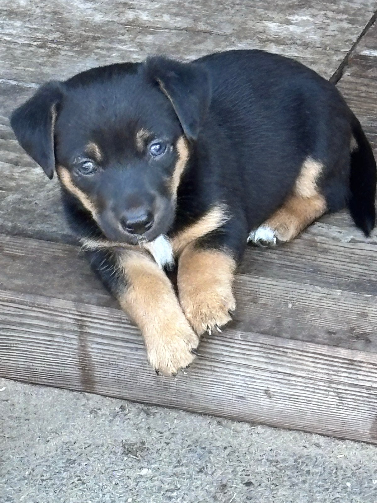 5 lieve jack russell pups, Dieren en Toebehoren, Parvo, Jack Russell Terriër, 8 tot 15 weken, Meerdere