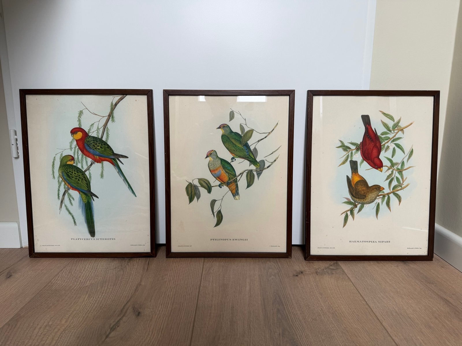 Set van 3 vogelprenten van J. Gould & H.C. Richter, Ophalen of Verzenden, Print, Prent, Achter glas