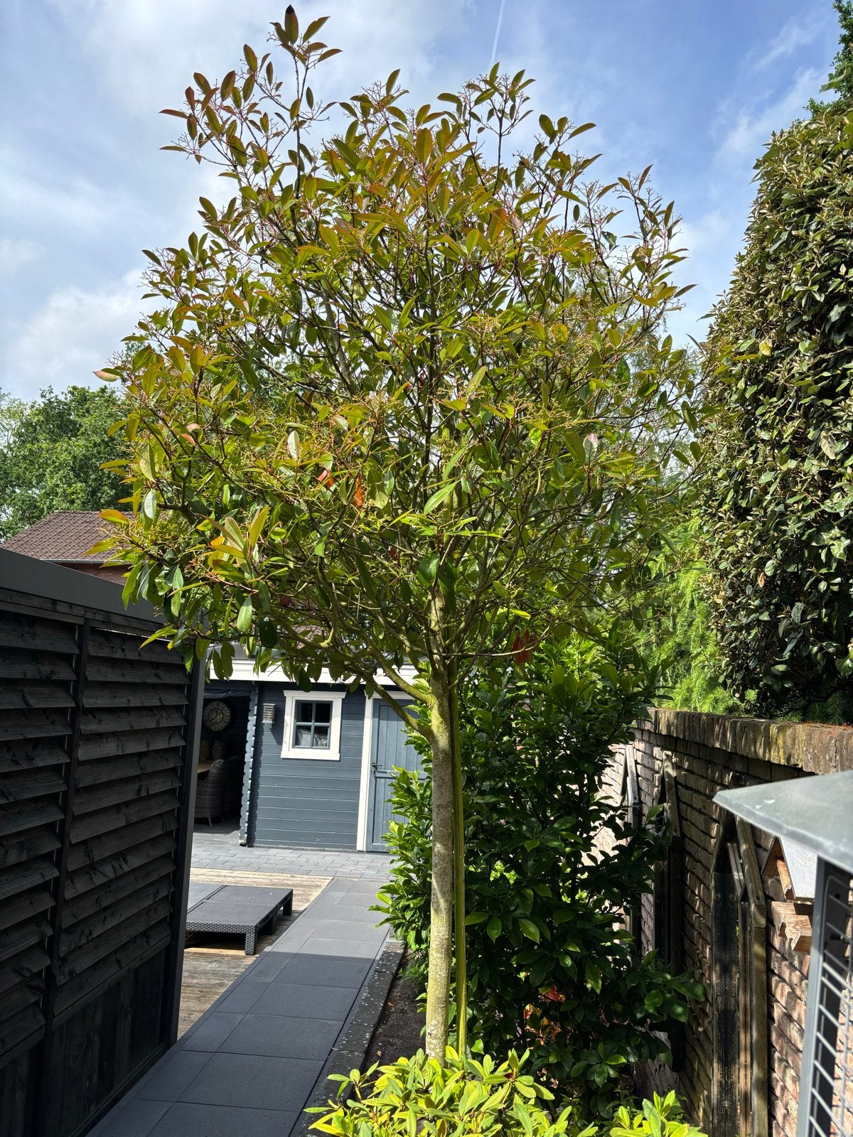 Prachtige Photinia boom - Glansmispel, Leiboom, Lente, 250 tot 400 cm, Ophalen