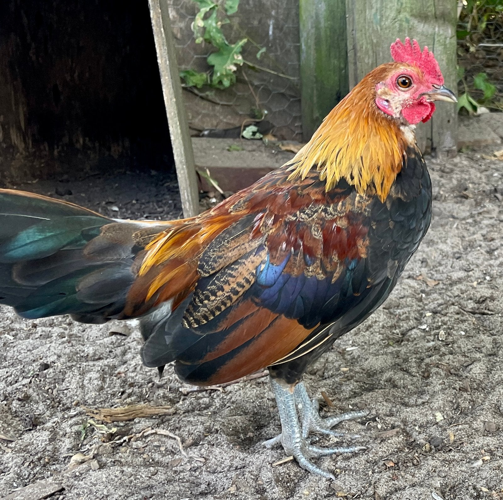 Hollandse kriel haantjes, Dieren en Toebehoren, Pluimvee, Mannelijk, Kip