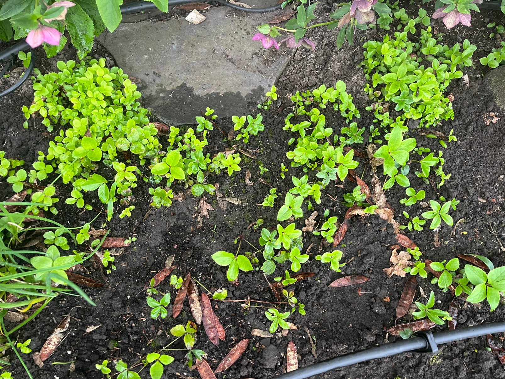 Helleborus zaailingen, Ophalen, Overige soorten, Minder dan 100 cm