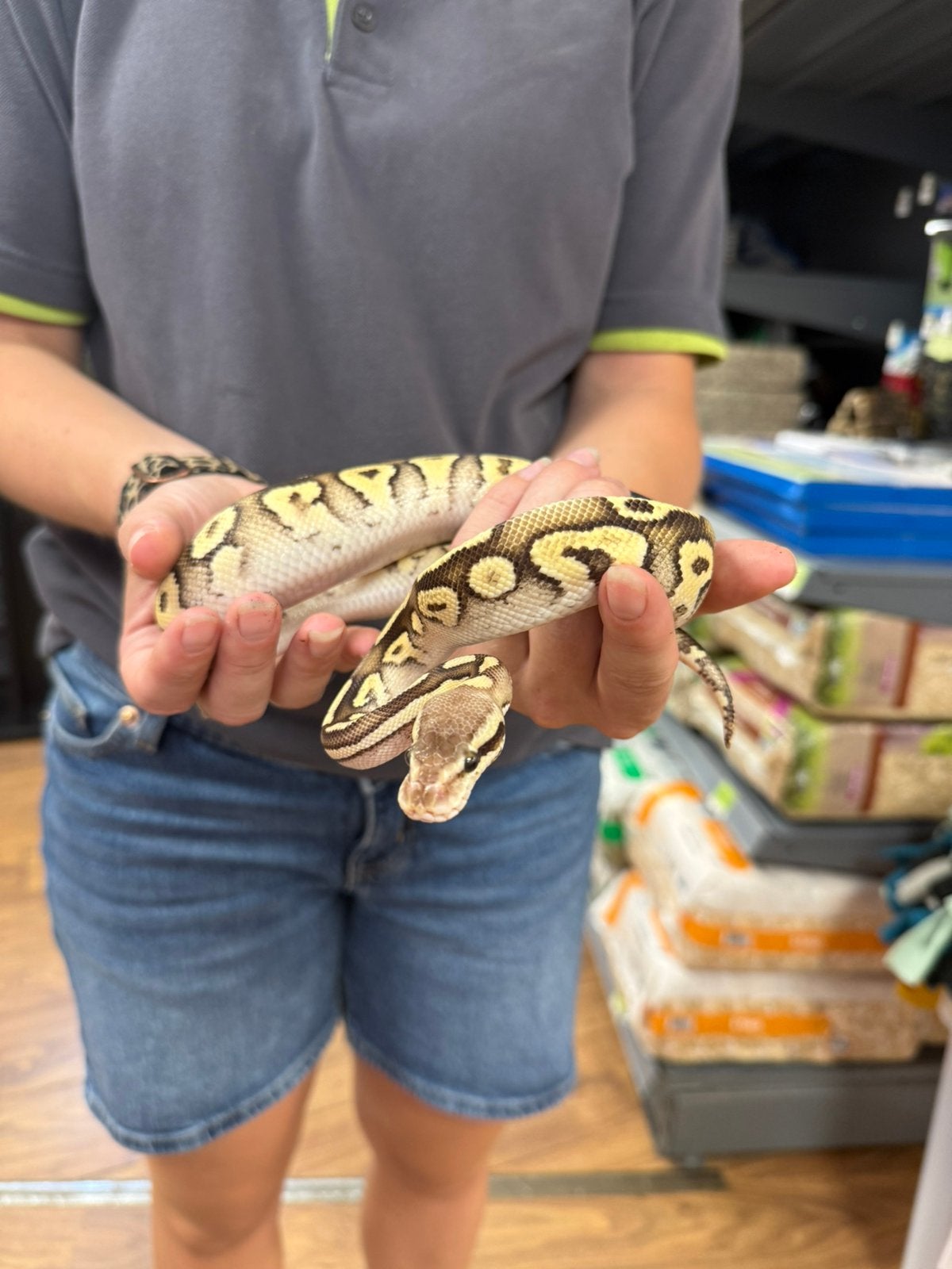 Python Regius - koningspython, Slang, 0 tot 2 jaar