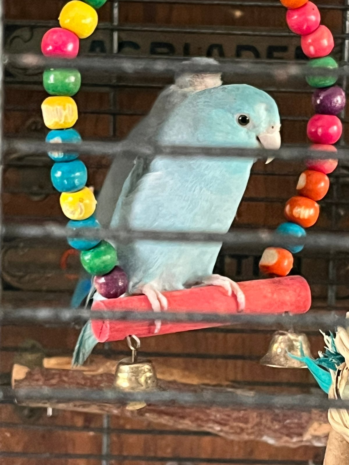 Koppel forpussen/ muspapegaaitjes, Dieren en Toebehoren, Vogels | Parkieten en Papegaaien, Meerdere dieren, Dwergpapegaai of Agapornis