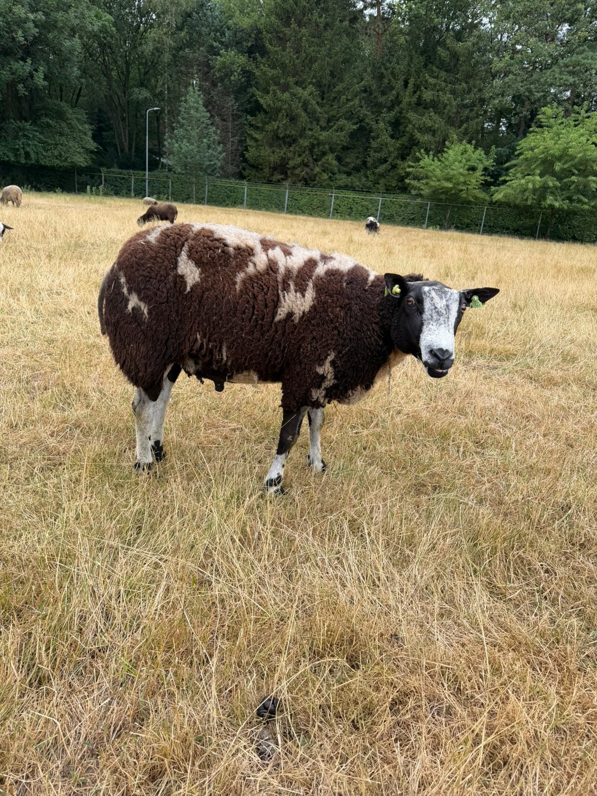 Lieve bonte ram te koop, Mannelijk, Schaap