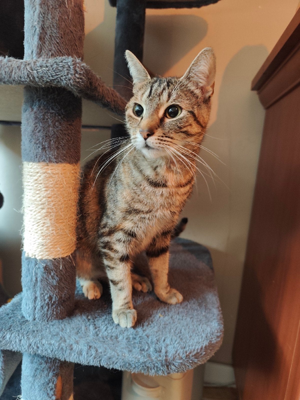 Lieve Maya zoekt rust en veiligheid als enige 'prinses', Poes, Gechipt