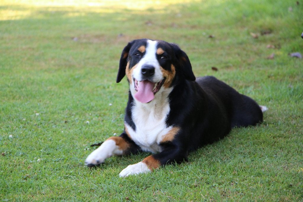 Entlebucher Sennenhond Casey (Teefje, 2 jaar), 1 tot 2 jaar, Teef, Parvo, Eén hond
