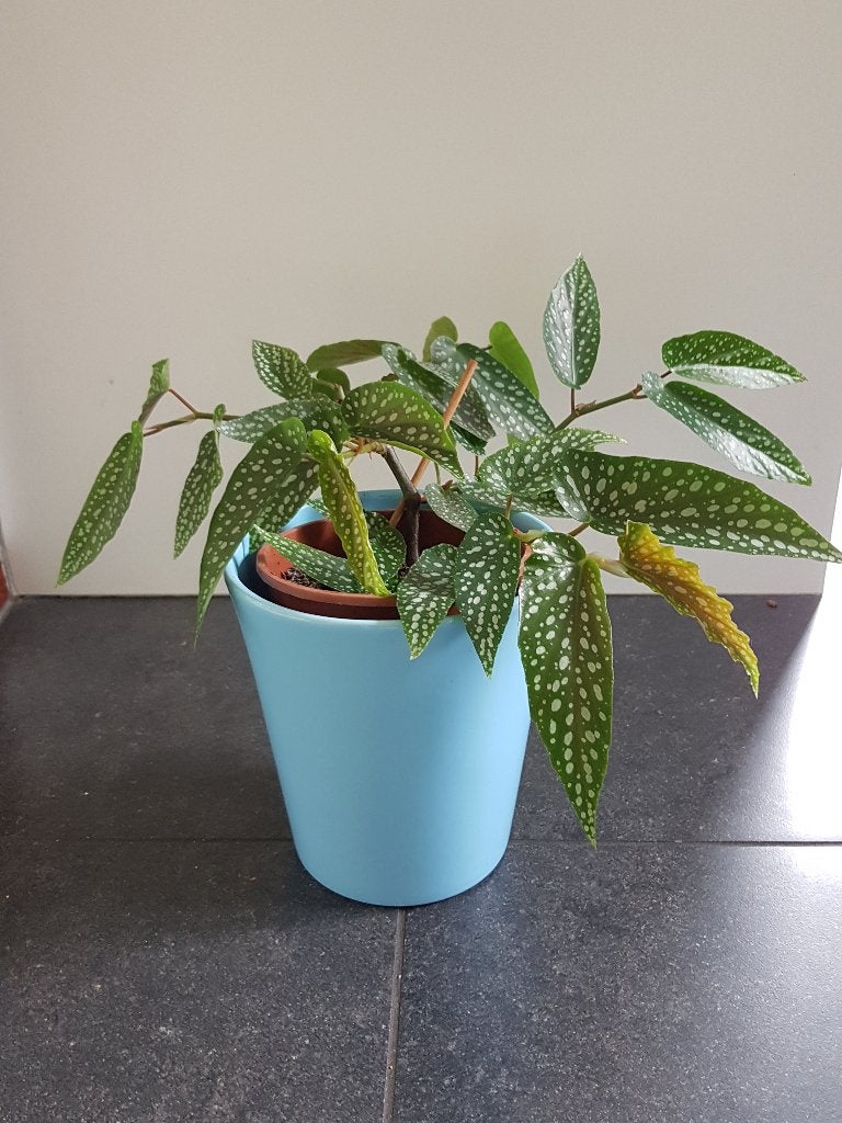 Opruiming kamerplant Begonia Tamaya frisse stek, beworteld, Ophalen of Verzenden, Halfschaduw, Minder dan 100 cm