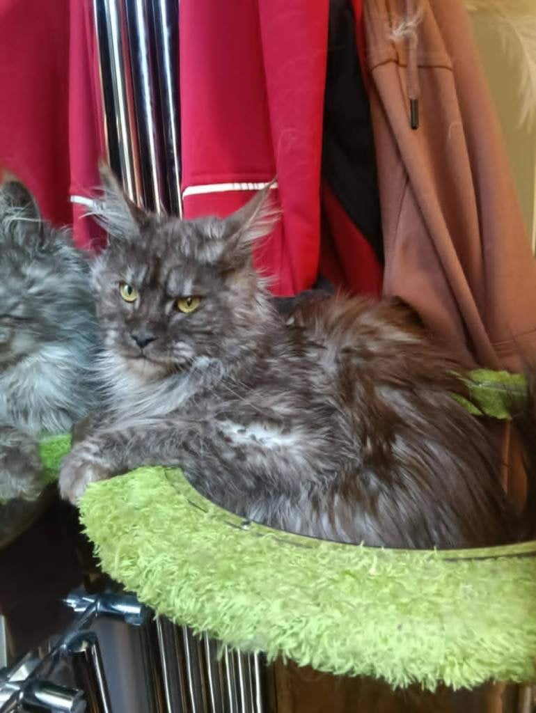 Mooie maine coon kittens  met stamboom poly en non poly, Meerdere dieren, Met stamboom, 0 tot 2 jaar