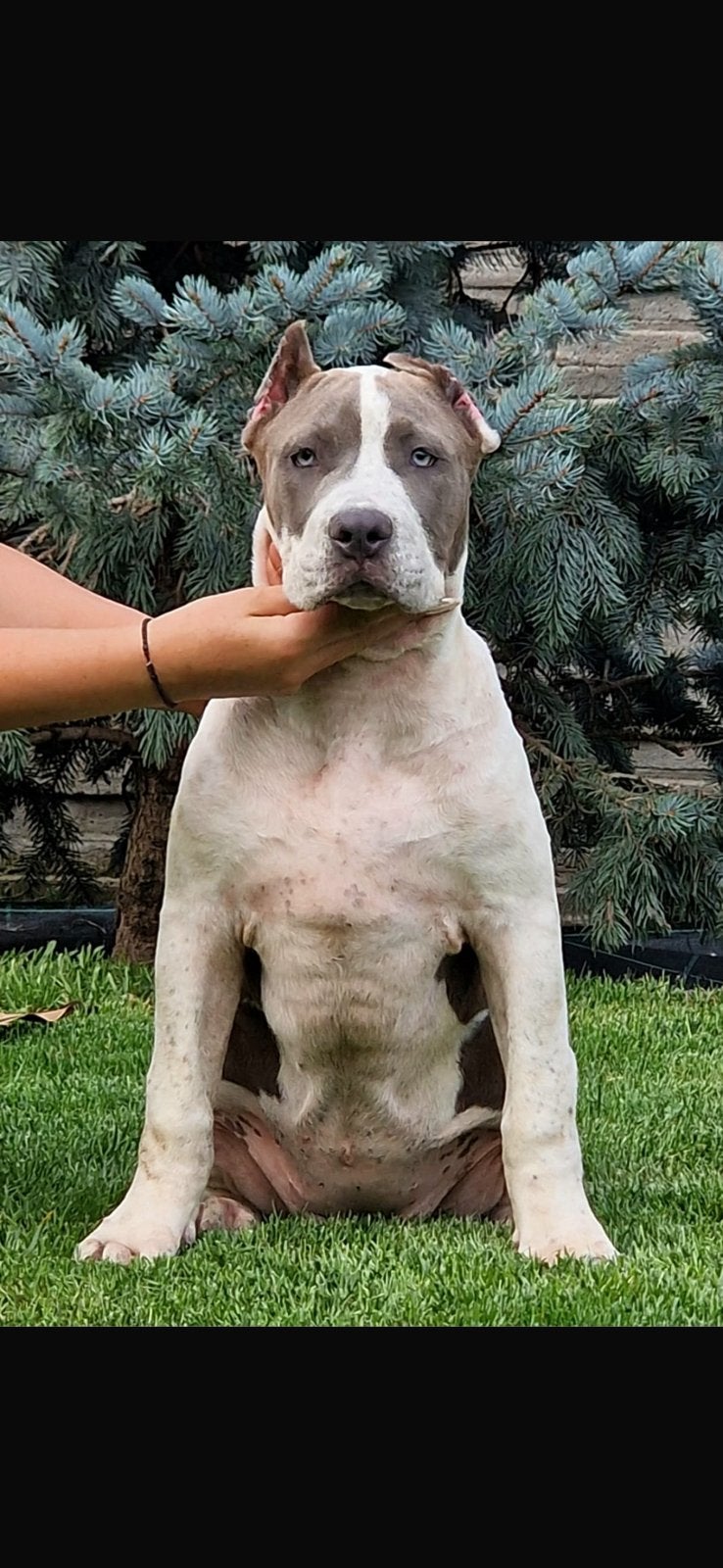 American bully XL, Particulier, 15 weken tot 1 jaar, Overige rassen, Buitenland