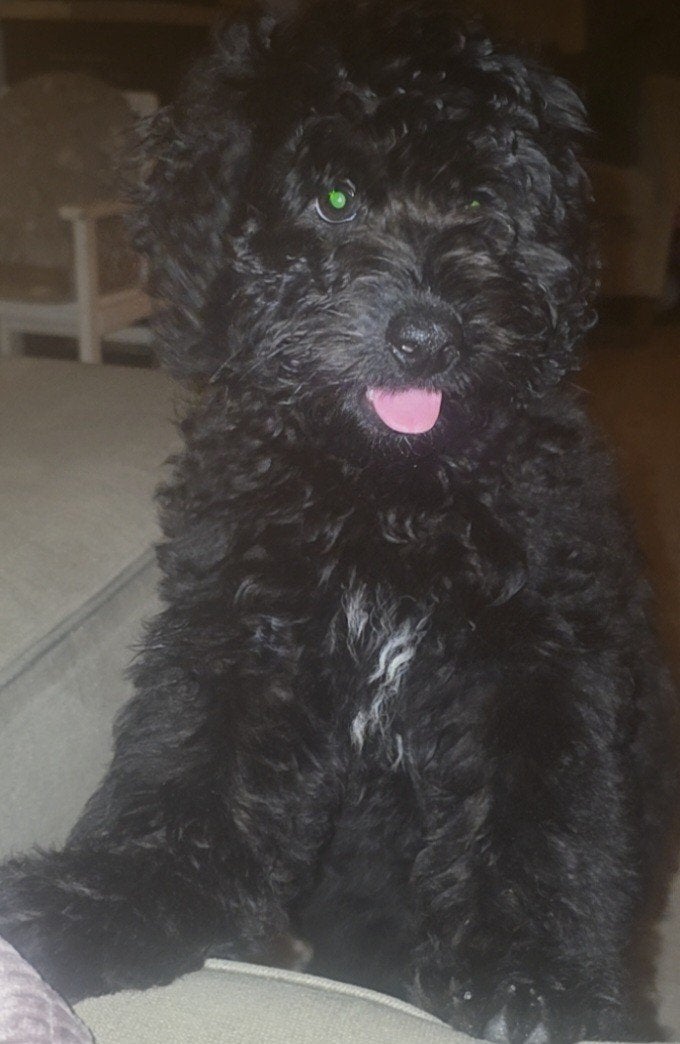 SchattigrbToypoedel & Labradoodle Pup Pablo, Poedel, 15 weken tot 1 jaar, Reu, Eén hond