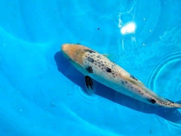 bekko Japanse koi karper 25cm, Karper of Koi