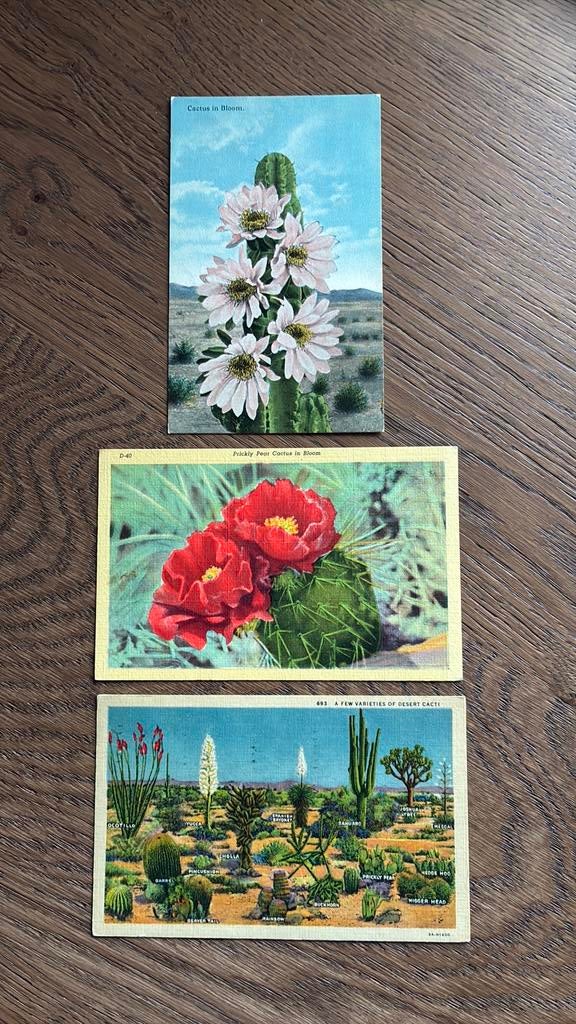 3 kaarten Cactus. 2 x cactus met bloem., Ophalen of Verzenden, Overige thema's