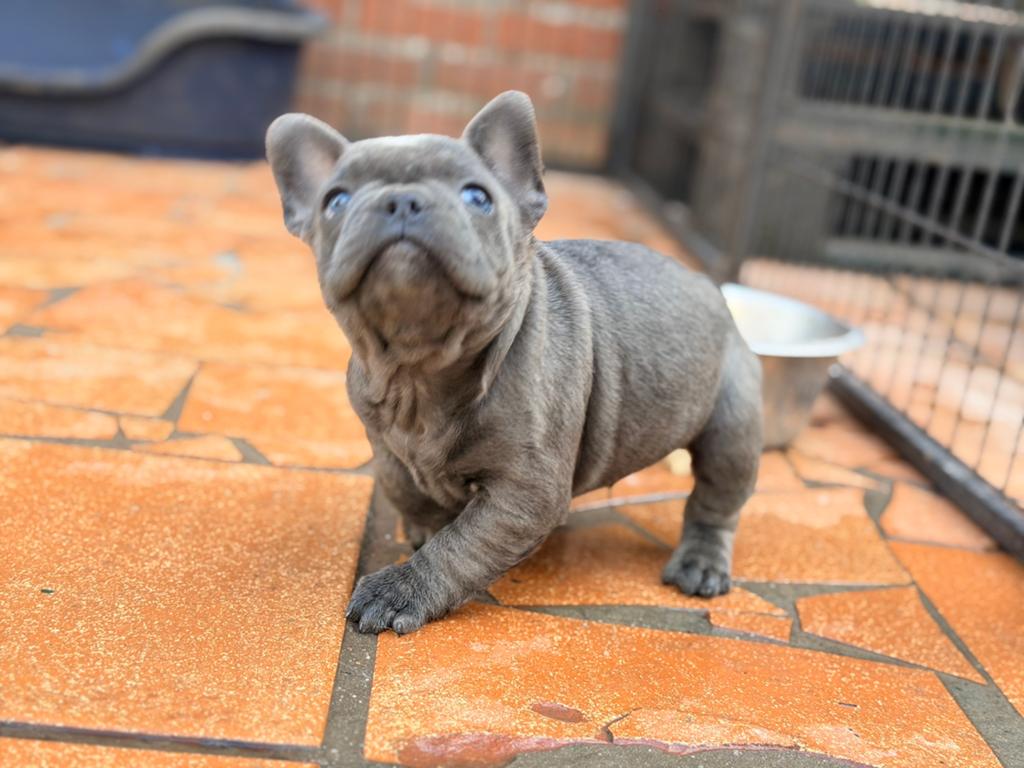 Franse bulldog pup blauwe ogen, Dieren en Toebehoren, Parvo, België, Particulier, Reu