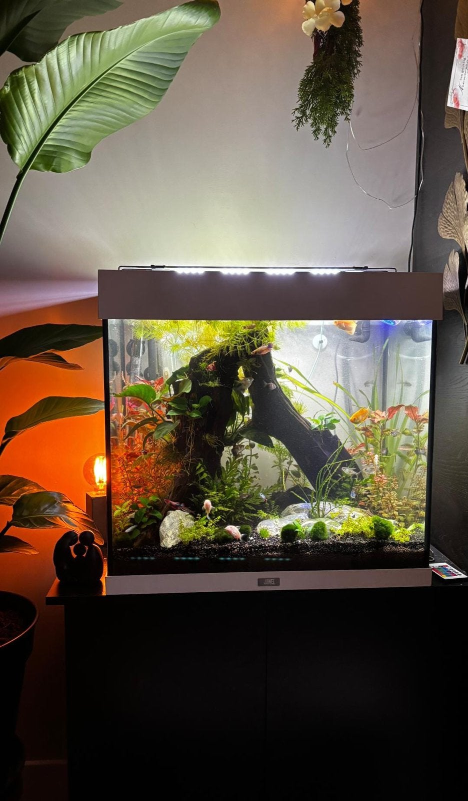 Juwel rio 120 met kast en toebehoren compleet, Ophalen, Gebruikt, Inclusief deksel, Leeg aquarium
