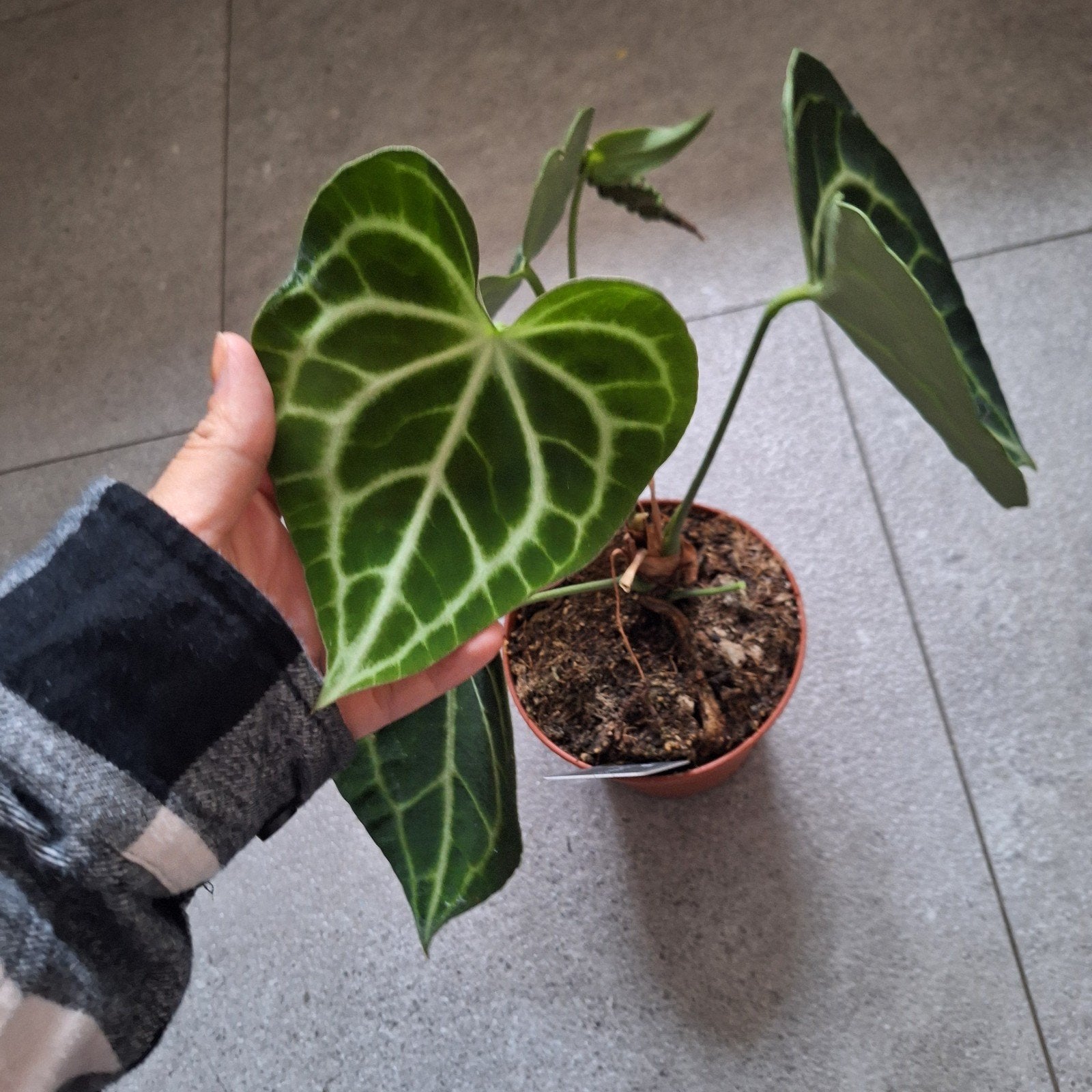 Anthurium Clarinervium met groeiende zaadjes, Huis en Inrichting, Kamerplanten, Ophalen of Verzenden, Halfschaduw, Minder dan 100 cm