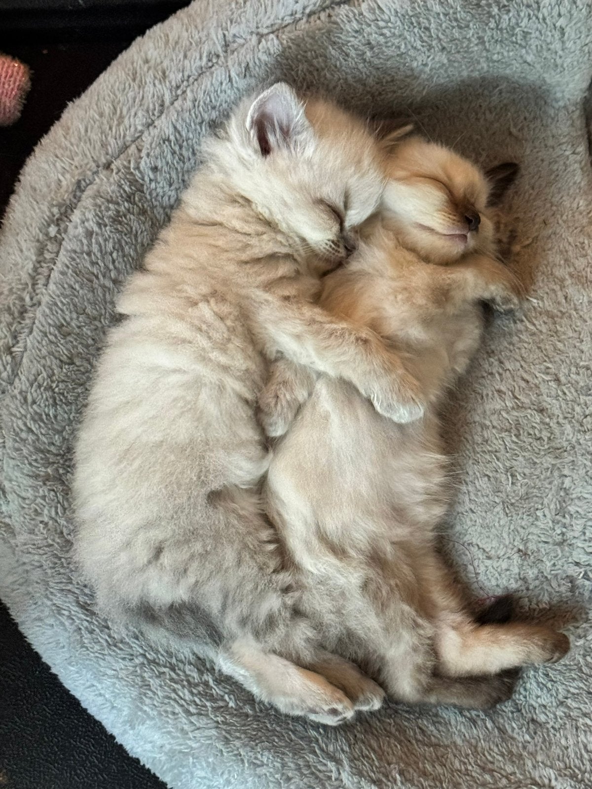 2 prachtige lieve ragdol kittens met stamboom, Meerdere dieren, Gechipt