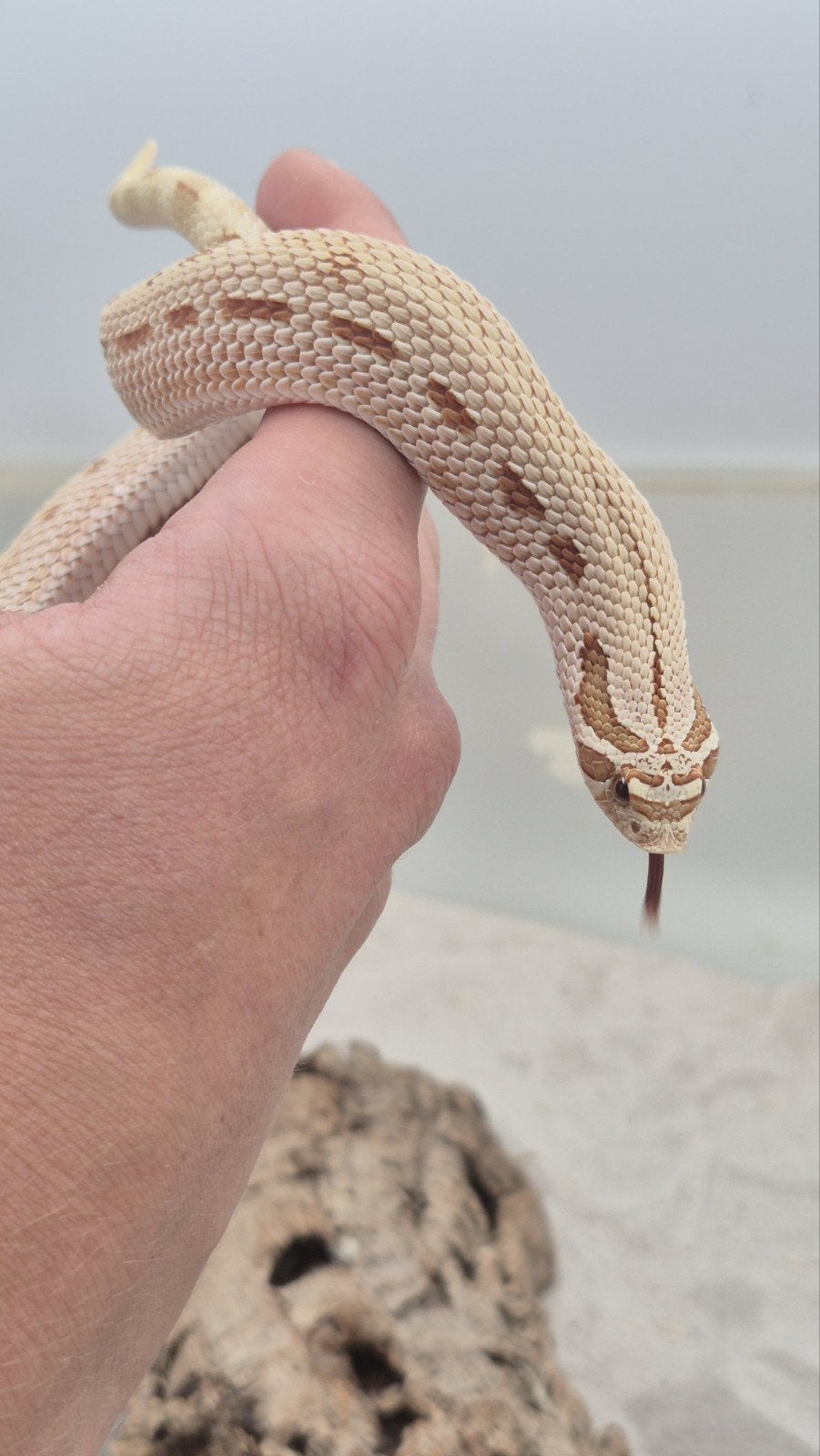 Haakneuslang volwassen man Hognose Snake photo 2