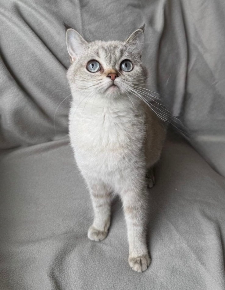 Onze lieve poes Silver zoekt een baasje, Poes, Ingeënt, 0 tot 2 jaar