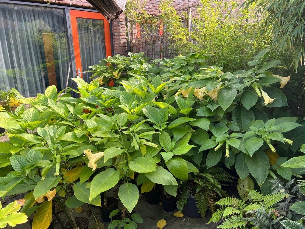 GIGA MOOIE PARTIJ BRUGMANSIA'S TE KOOP! (ENGELENTROMPET), Vaste plant, Halfschaduw, Zomer, Ophalen
